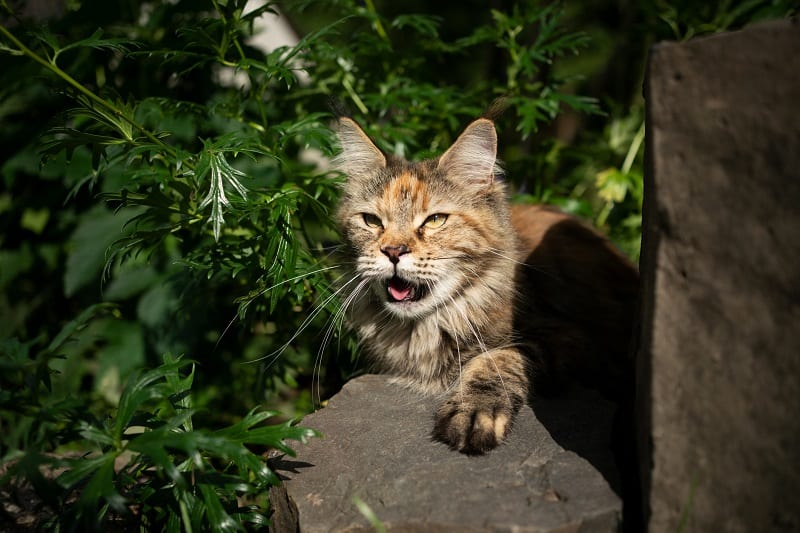 Cat Panting Stress