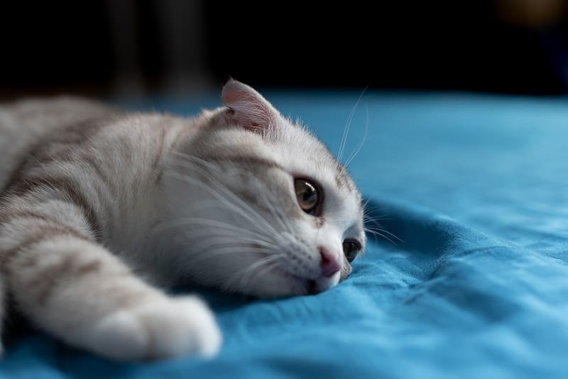 How Long Does Laxatone For Cats Take To Work