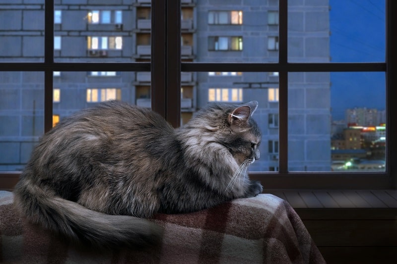 Why Do Cats Make Weird Noises at Night?