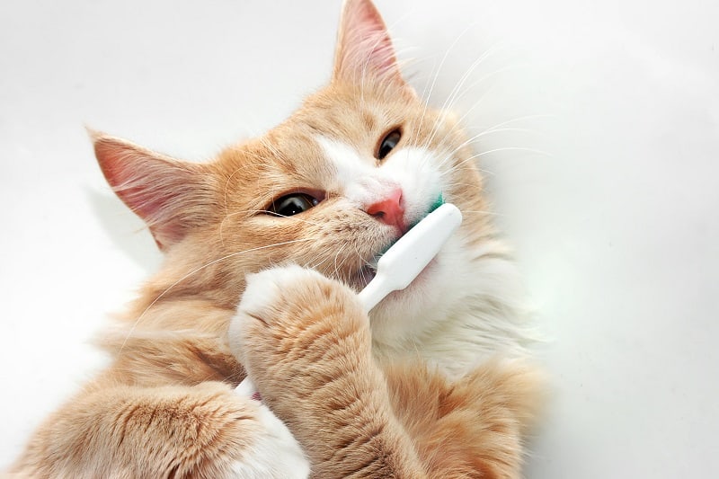 Cat Teeth Cleaning Risks