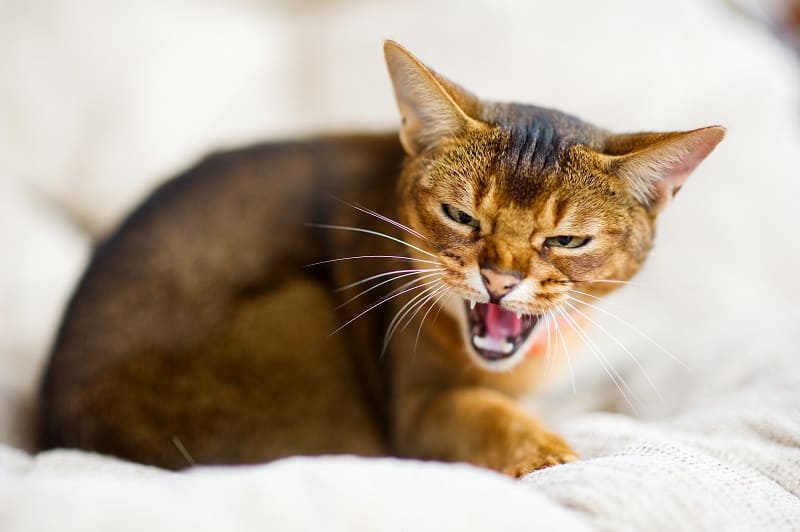 Why Do Cats Growl?
