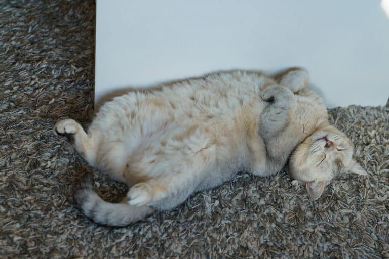 Cat Swallowing Hard When Purring