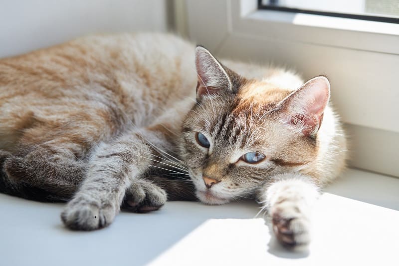 How Long To Quarantine Cat With Ringworm?