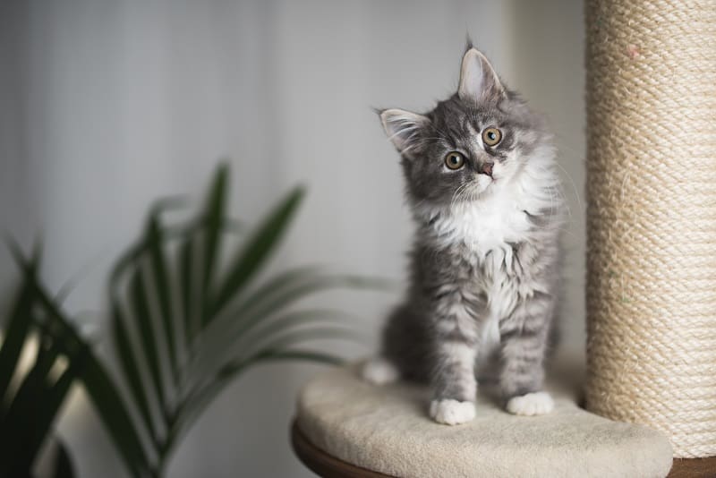 Why Do Cats Need Scratching Posts?