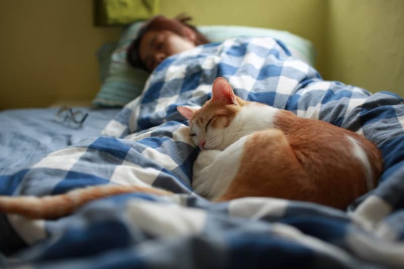 Do Cats Like Blankets?