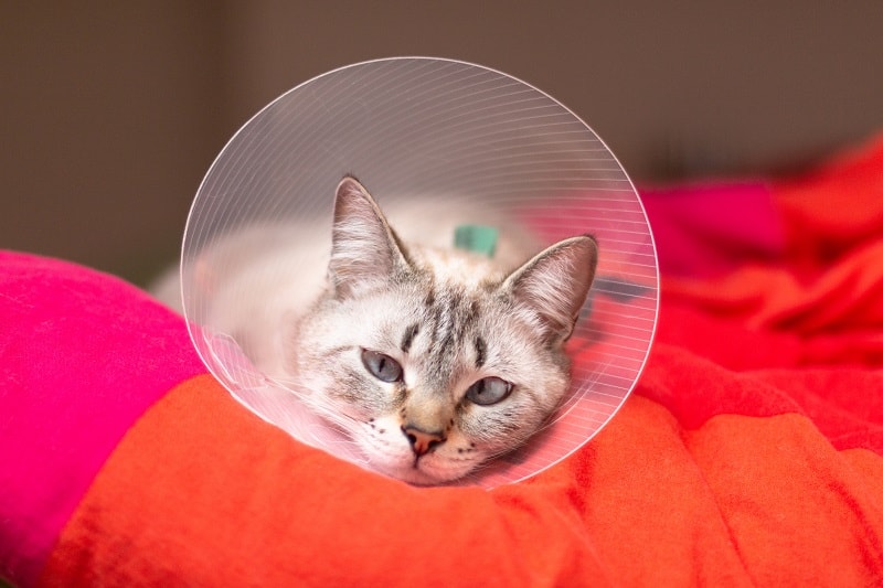 How to Keep an Ecollar on a Cat?