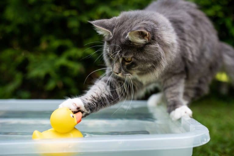 Why Do Cats Slap Things?
