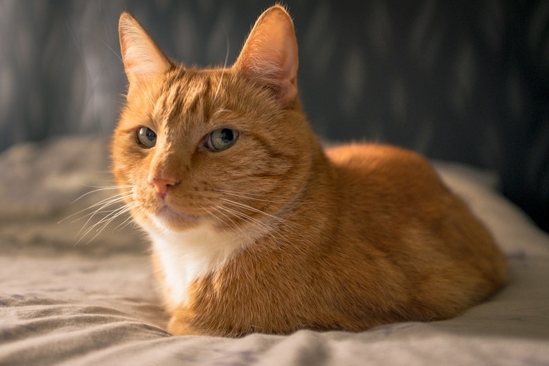 Do Boy Cats Have Nipples And How Many
