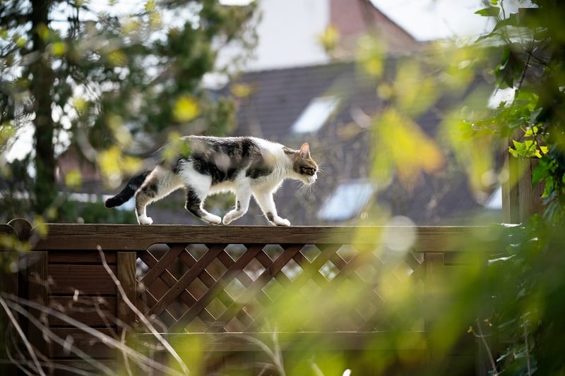 How To Stop Cats Walking On A Fence?