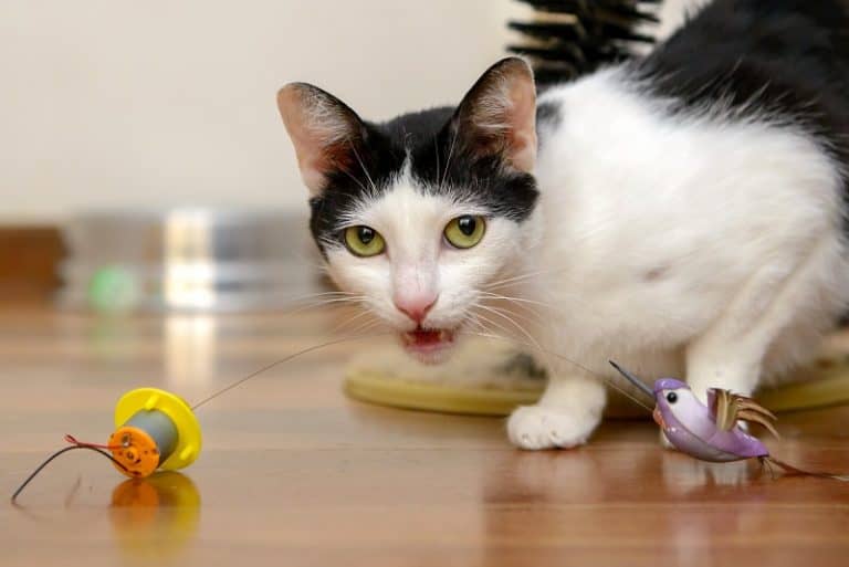 Cat Meowing While Playing