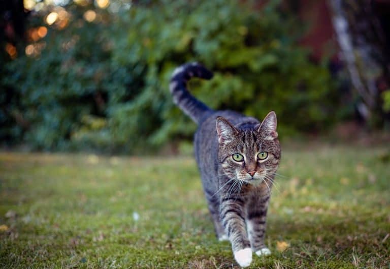 21 Unbelievable Facts About Cats