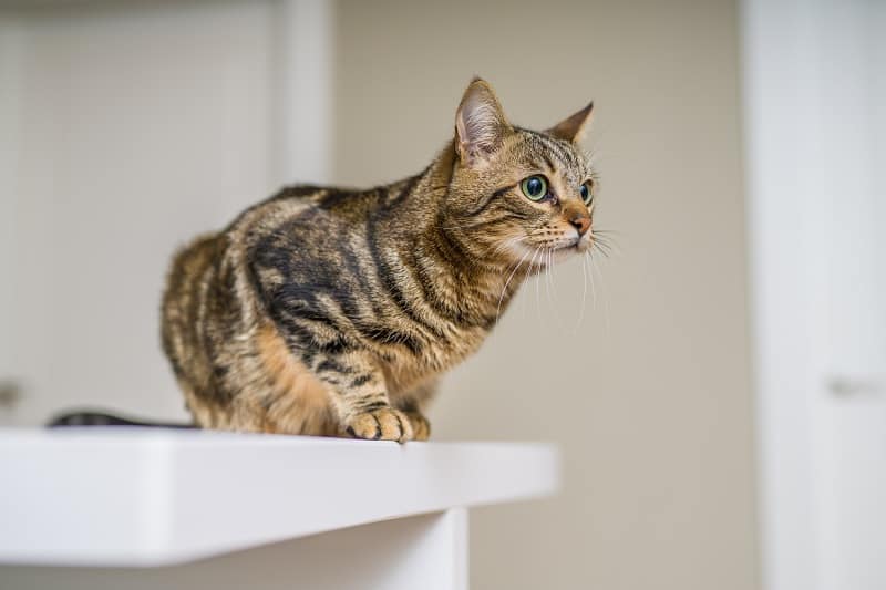 How To Find Hidden Cat Pee?