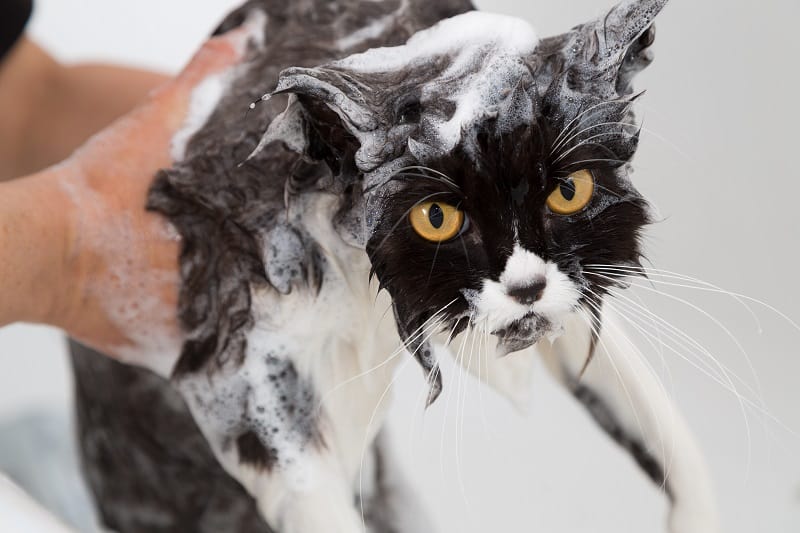Why Do Cats Hate Baths?
