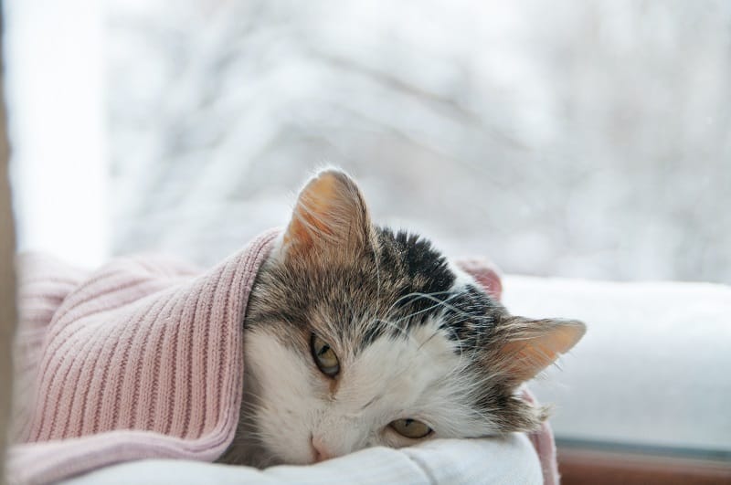 How To Tell If Your Cat Has A Fever Without A Thermometer?