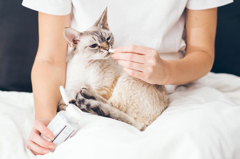 How To Treat A Sick Cat Without Going To The Vet?