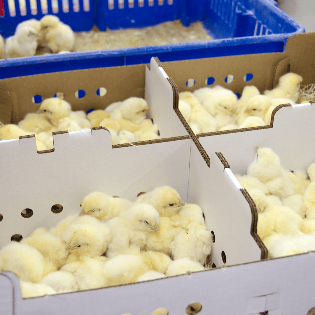 Call to Action Stop the Mailing of Live Baby Birds! Animal Place