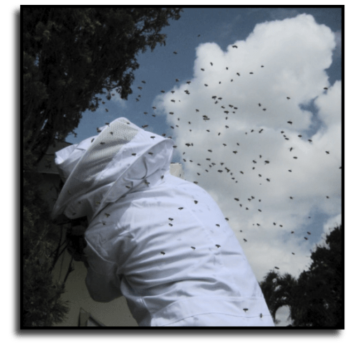 Florida Bee Removal Services Beehive Removal Experts