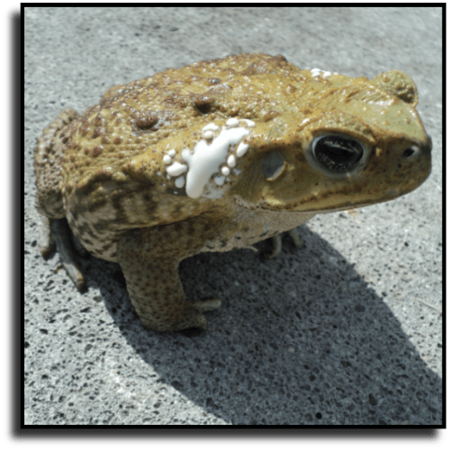 Tequesta, FL Toad Removal Service Cane Toad Control