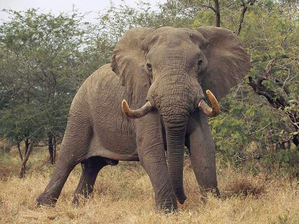 Фото 16: Слоны (лат. Elephantidae)