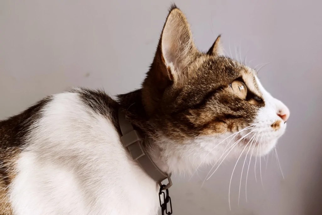 Can Cats Wear Dog Collars? Exploring the Pros and Cons