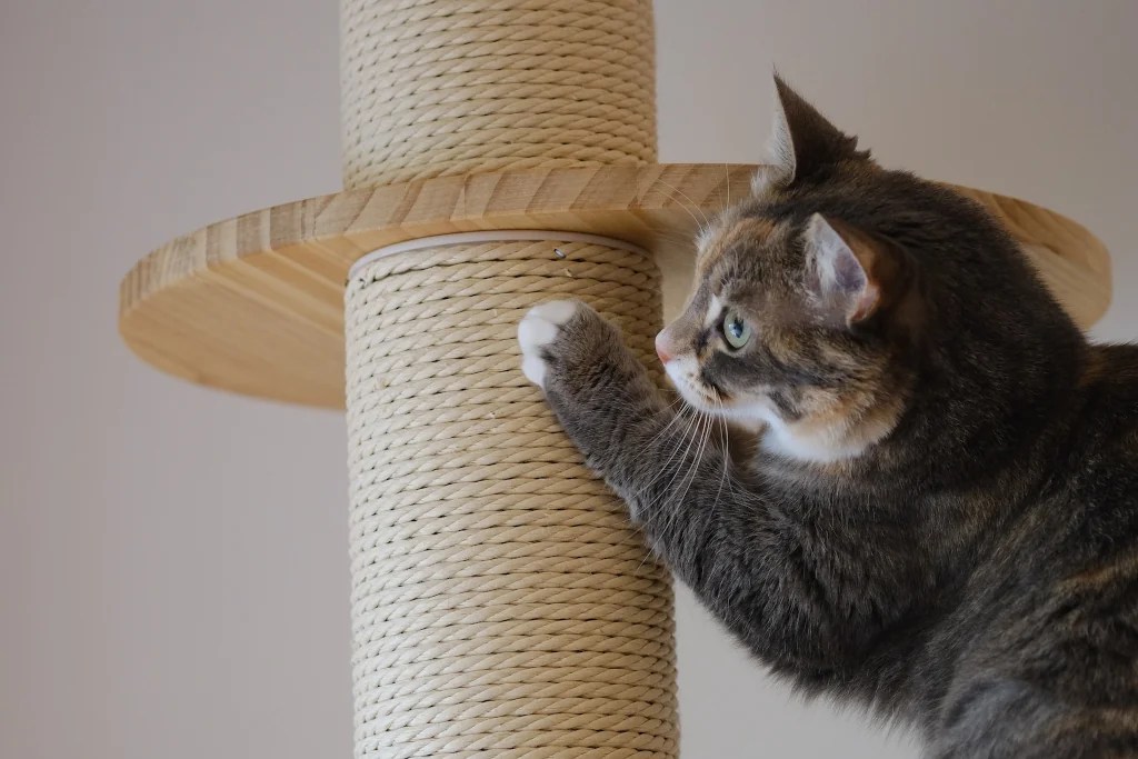 How to Train Your Cat to Use a Scratching Post