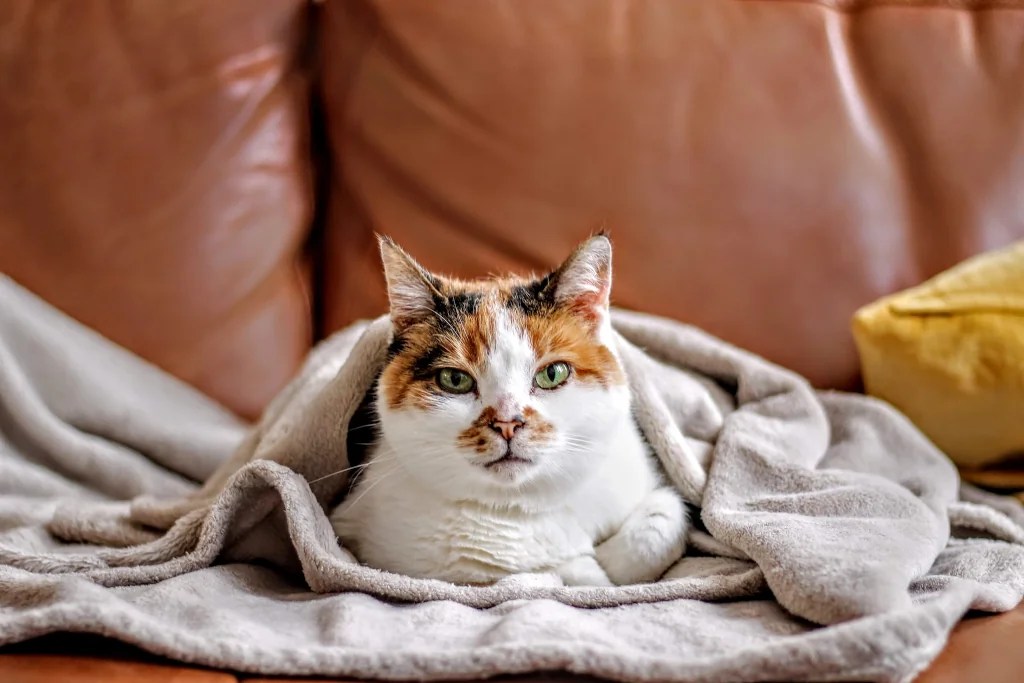 Do Cats Like Heated Blankets? (a quick insight)