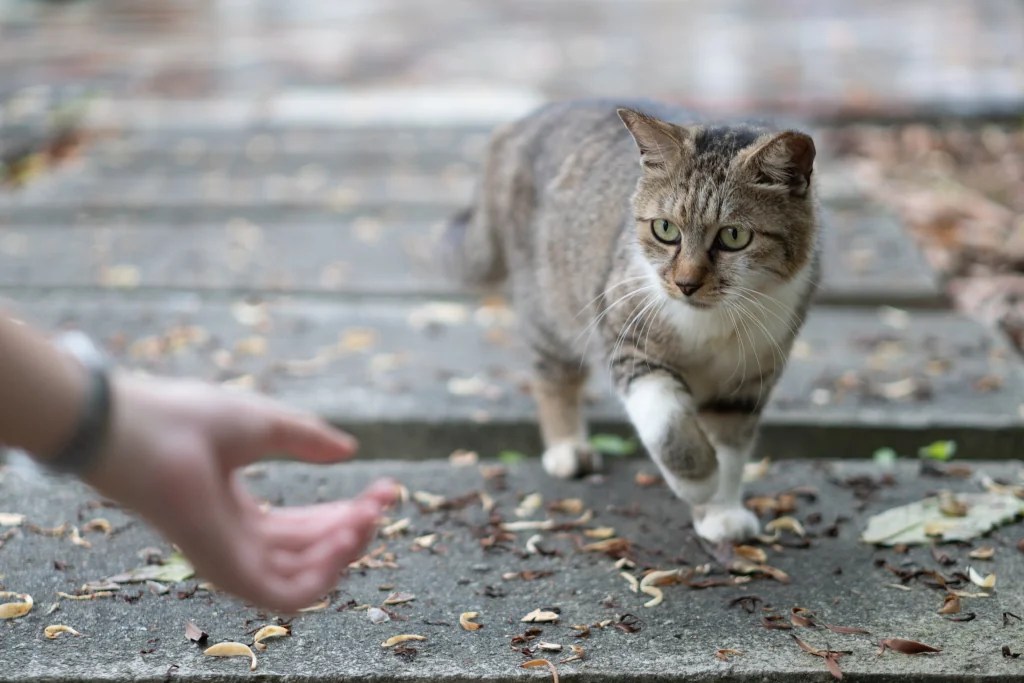 Scratched by a Stray Cat? Here’s Your Quick Safety Guide