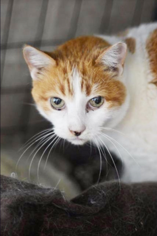 Home Animal Rescue New Orleans Animal Rescue New Orleans