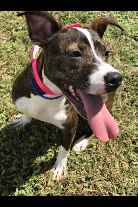 Home Animal Rescue New Orleans Animal Rescue New Orleans