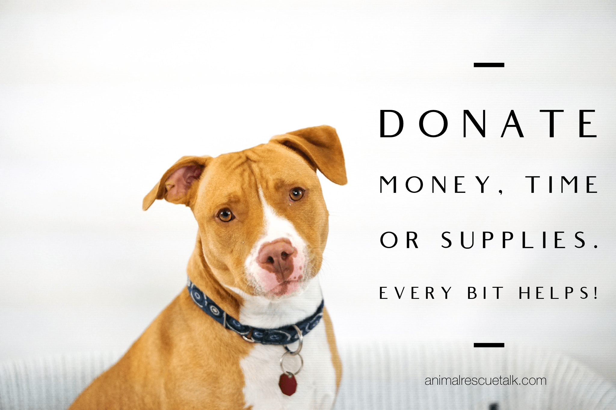 Blog Animal Rescue Talk