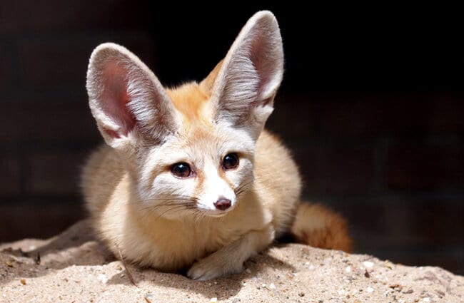 Fennec Fox Predators