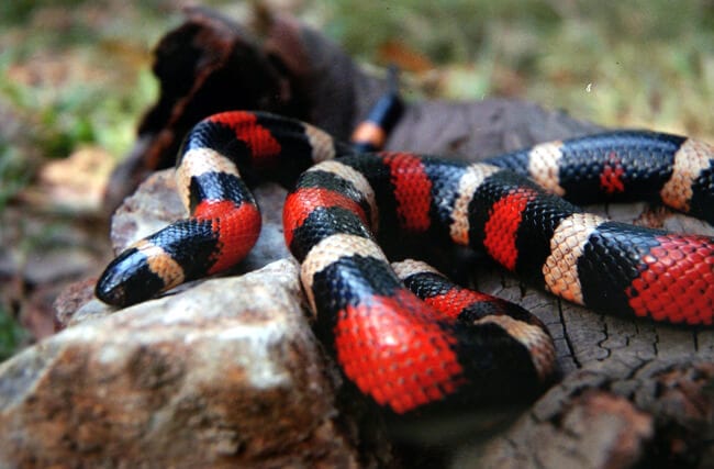 Milk Snake - Description, Habitat, Image, Diet, And Interesting Facts