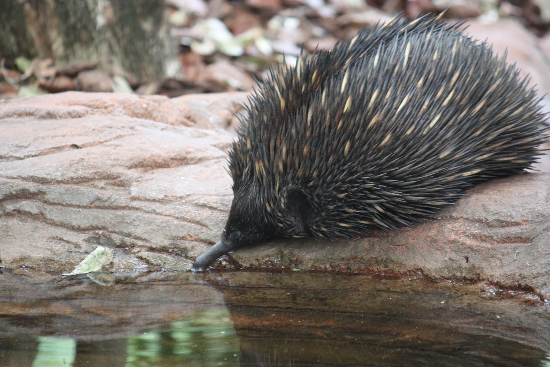 Monotremes Incredible Mammals Who Lay Shelled Eggs