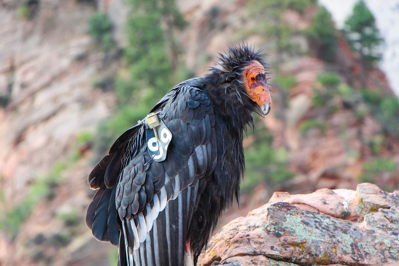 The Wildlife of Zion National Park Animals Network