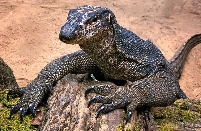 Water Monitor - Description, Habitat, Image, Diet, And Interesting Facts