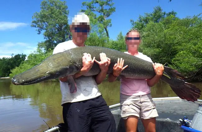 Alligator Gar - Description, Habitat, Image, Diet, And Interesting Facts