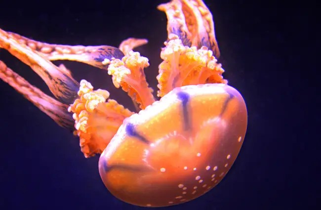Box Jellyfish Description, Habitat, Image, Diet, and Interesting Facts