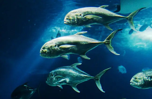 Jack Fish Description, Habitat, Image, Diet, and Interesting Facts
