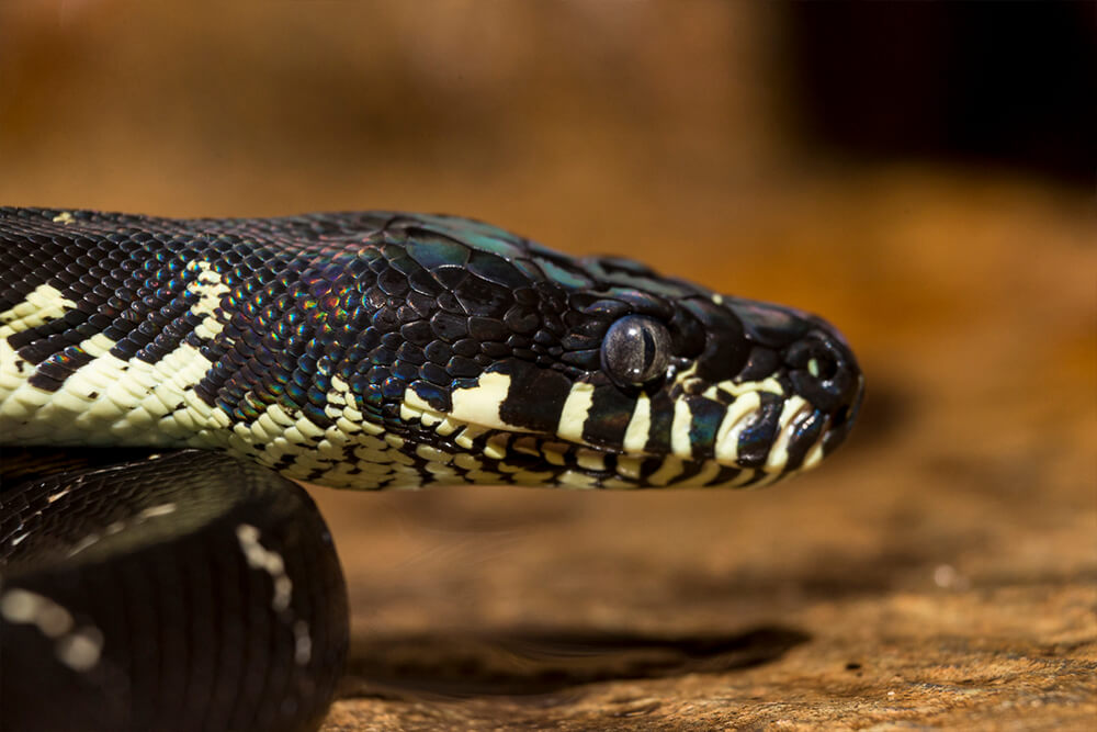 Can Diamond Pythons Kill Dogs