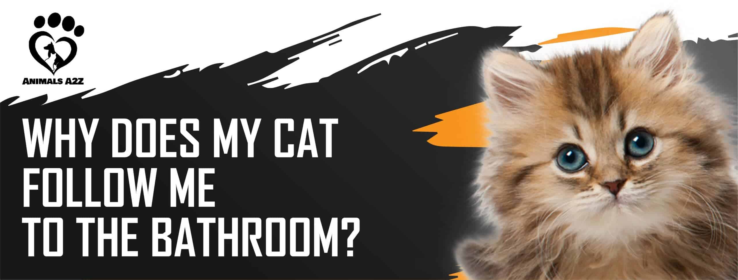 Why does my cat follow me to the bathroom? [ Detailed Answer ]