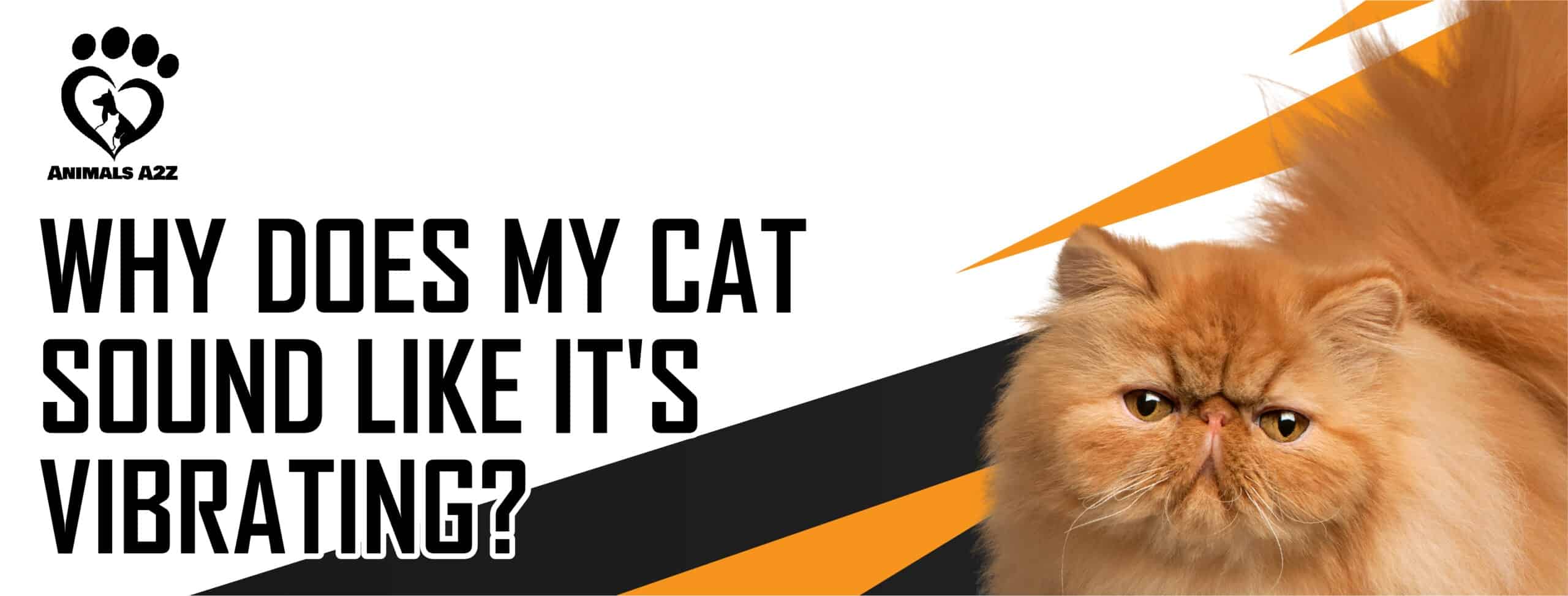 Why does my cat sound like it's vibrating? [ Detailed Answer ]