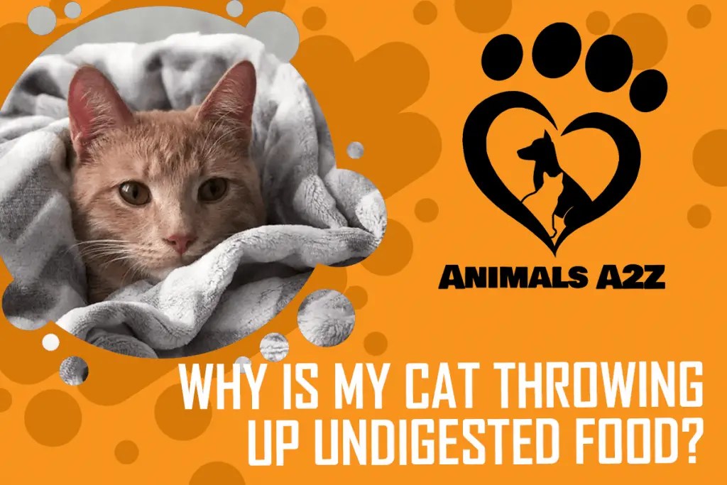 Cat Throwing Up Undigested Food Hours Later Food and Cake
