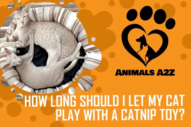 How long should I let my cat play with a catnip toy? [ Answer ]