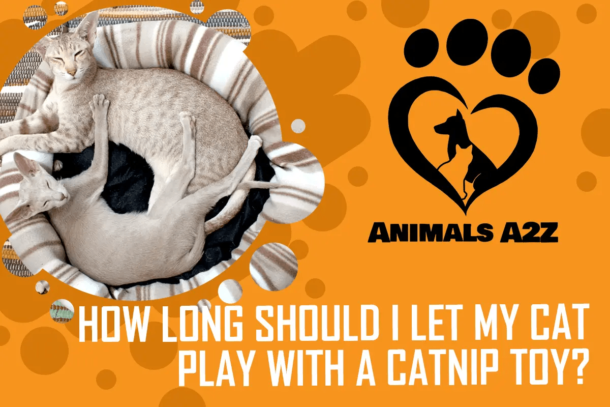 How long should I let my cat play with a catnip toy? [ Answer ]