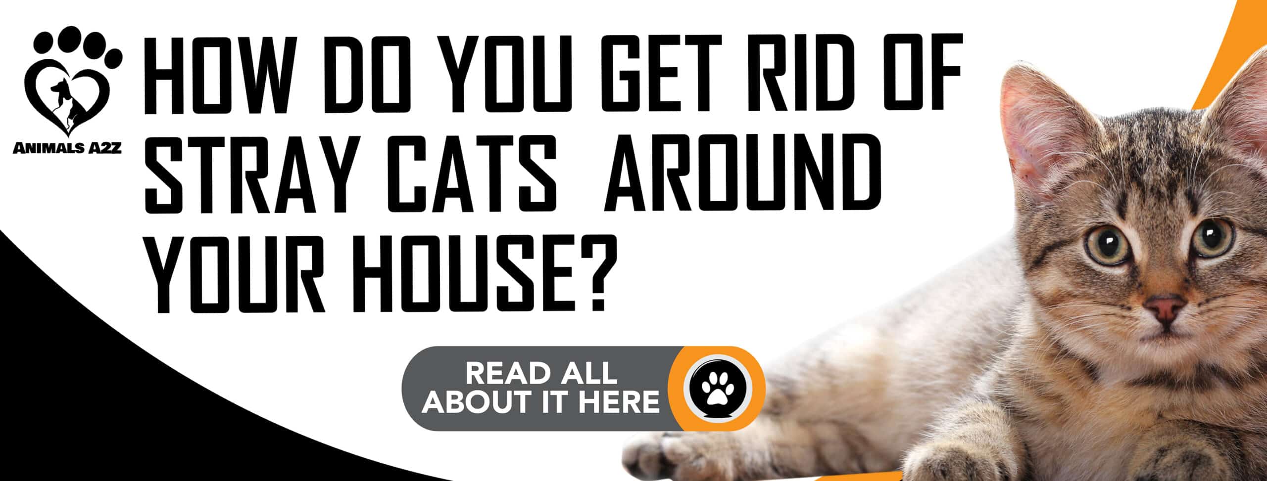 Get Rid Of Stray Cats