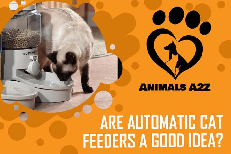 How do automatic cat feeders work? [ detailed answer ]