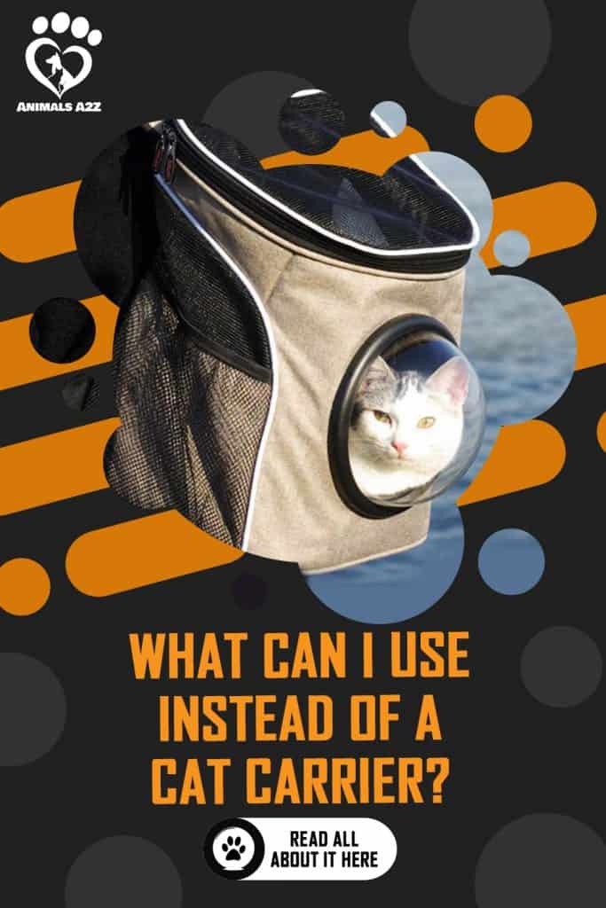 What can I use instead of a cat carrier?