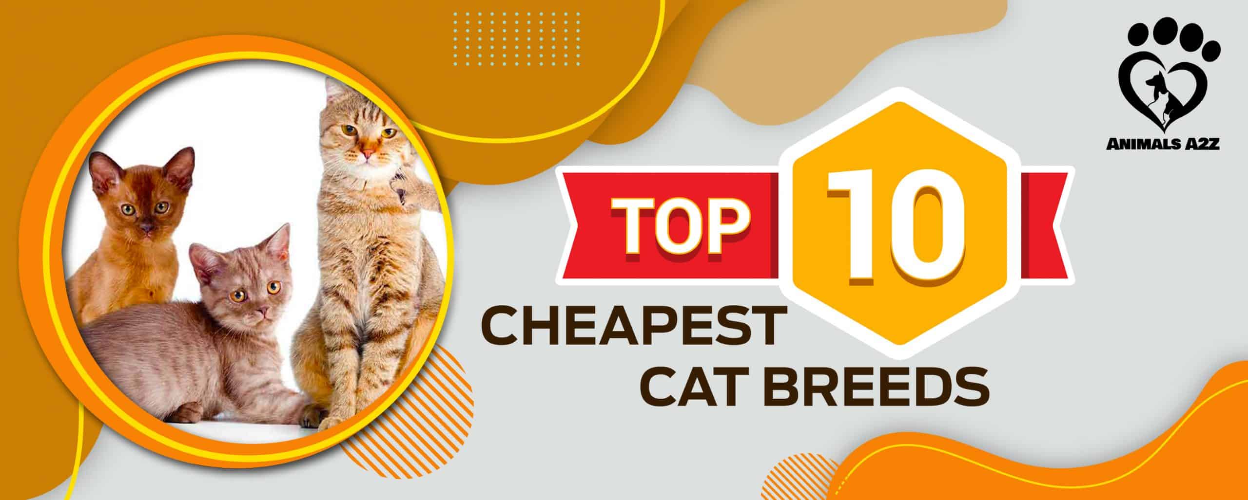 Most Cheapest Cat Breeds Pets Lovers