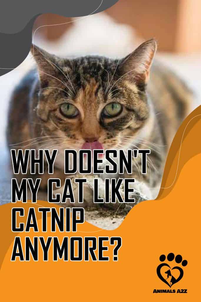 Why doesn't my cat like catnip anymore?
