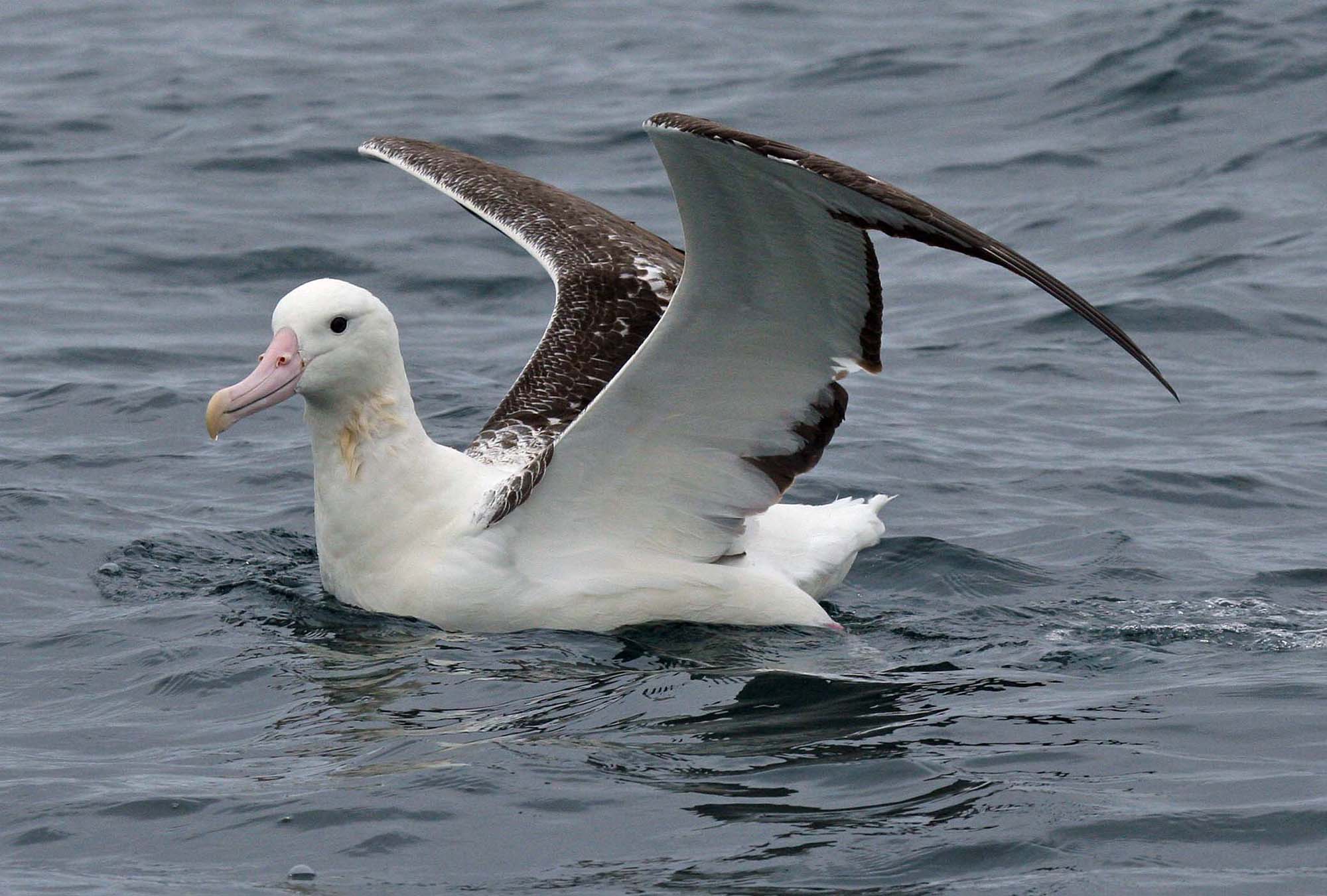 Albatross Pictures, Diet, Breeding, Life Cycle, Facts, Habitat